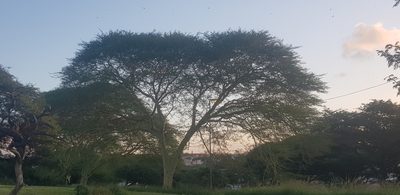 Vachellia xanthophloea, photographed by Suvarna Parbhoo Mohan