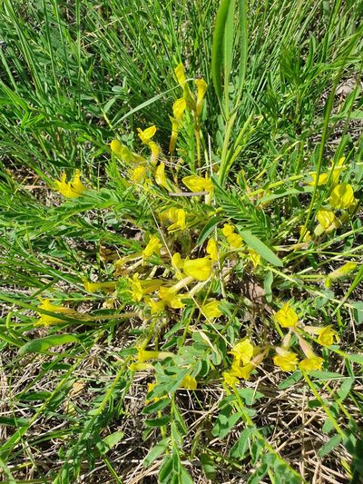 Astragalus wolgensis, photographed by Анна Митрошенкова