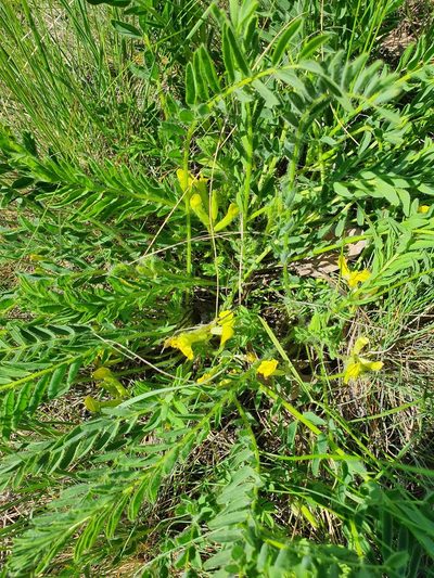 Astragalus wolgensis, photographed by Анна Митрошенкова