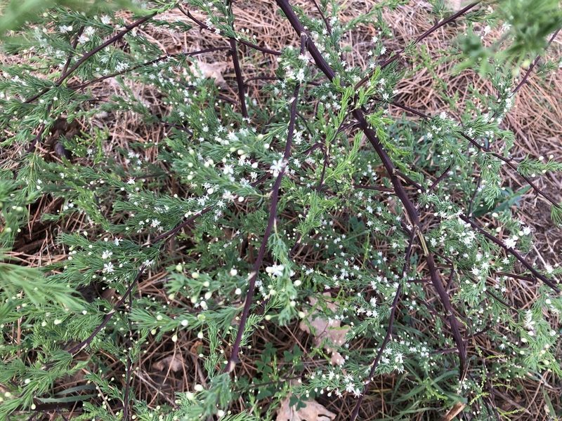Asparagus rubicundus, photographed by Caroline Voget