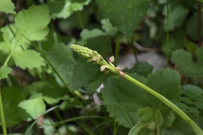 Orchis anthropophora, photographed by Felicia Seichter