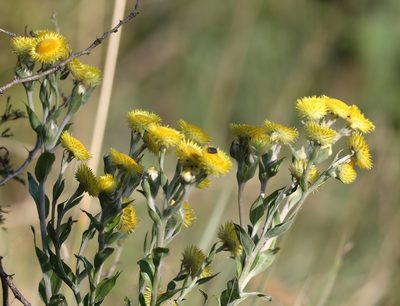 Helichrysum aureum, photographed by Mark Liptrot
