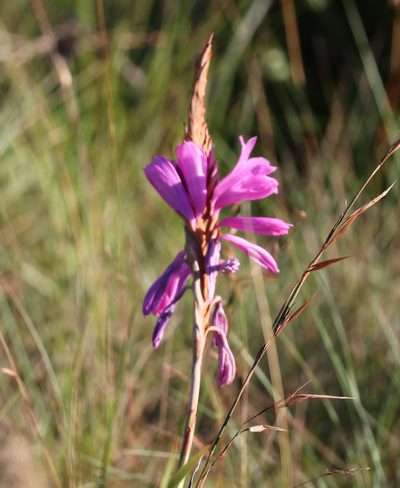 Watsonia densiflora, photographed by Mark Liptrot