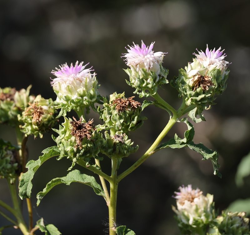Baccharoides adoensis, photographed by Mark Liptrot