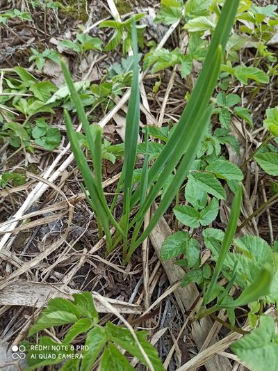 Allium sativum, photographed by Nadezhda Kiseleva