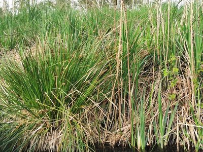 Carex paniculata, photographed by Grzegorz Grzejszczak