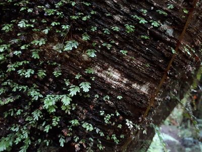 Hymenophyllum revolutum, photographed by Penelope Noel Gillette
