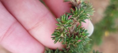 Cliffortia stricta, photographed by sharndreheuvel