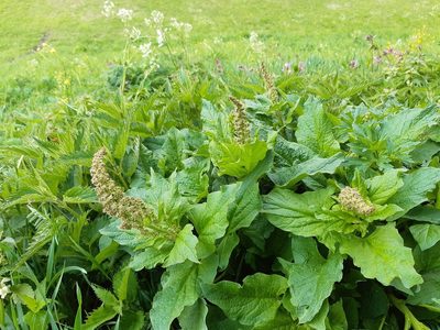 Blitum bonus-henricus, photographed by Catherine Faber