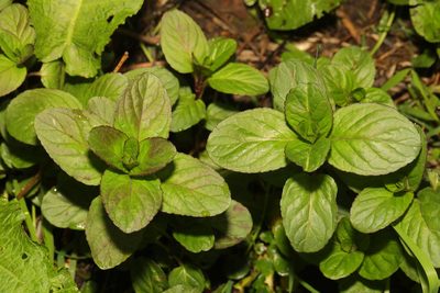Mentha aquatica, photographed by Stephen James McWilliam
