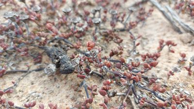 Lampranthus altistylus, photographed by Jacques van der Merwe