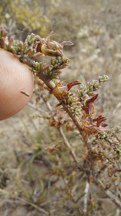 Aspalathus recurva, photographed by Jacques van der Merwe