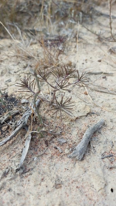 Euryops thunbergii, photographed by Jacques van der Merwe