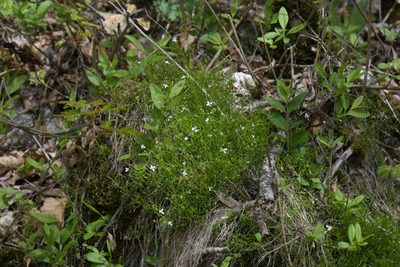 Moehringia muscosa, photographed by Felicia Seichter