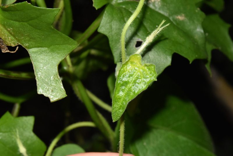 Ceropegia meyeri, photographed by Sunčana Bradley