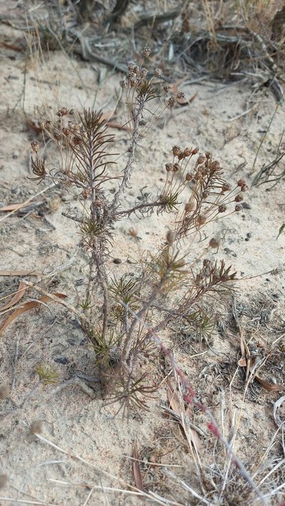 Euryops thunbergii, photographed by Jacques van der Merwe
