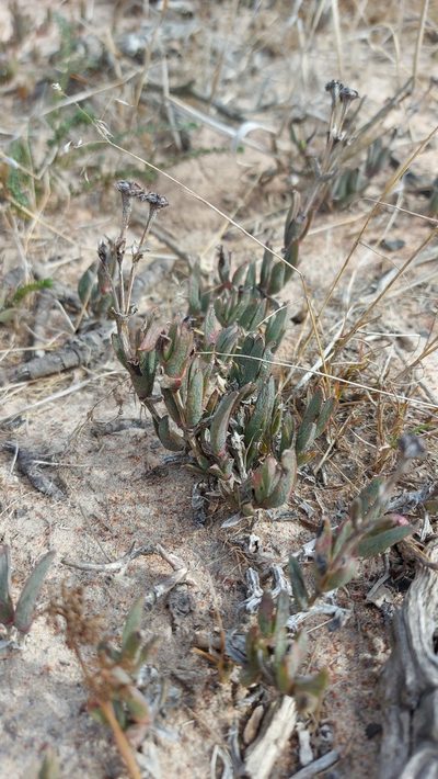 Ruschia diversifolia, photographed by Jacques van der Merwe