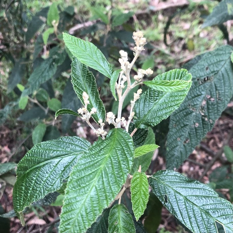 Pomaderris aspera, photographed by James K. Douch