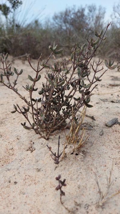 Ruschiella argentea, photographed by Jacques van der Merwe