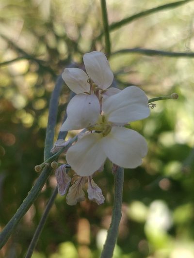 Erysimum bicolor, photographed by Vítor Jorge
