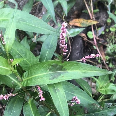 Persicaria decipiens, photographed by James K. Douch