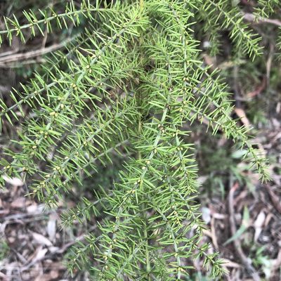 Acacia verticillata, photographed by James K. Douch
