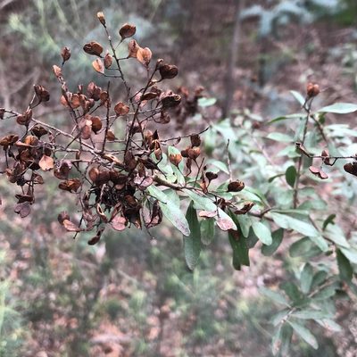 Bursaria spinosa, photographed by James K. Douch