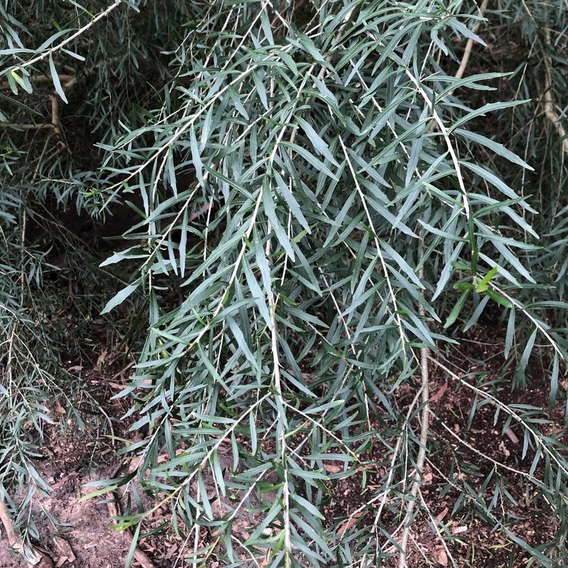Melicytus dentatus, photographed by James K. Douch