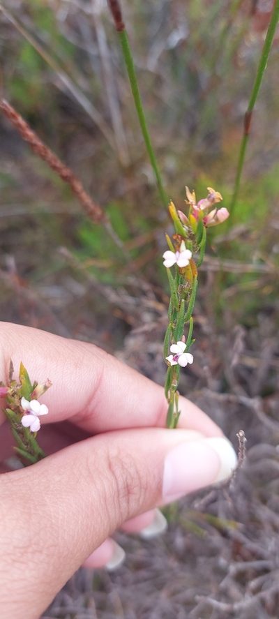 Muraltia empleuridioides, photographed by sharndreheuvel