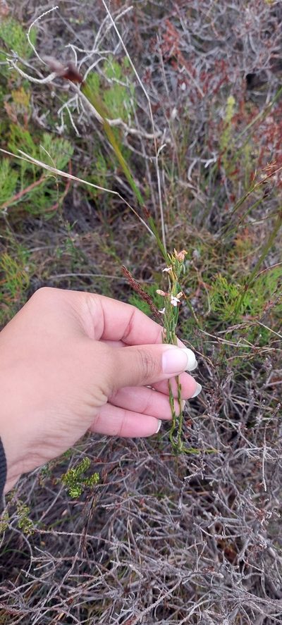 Muraltia empleuridioides, photographed by sharndreheuvel