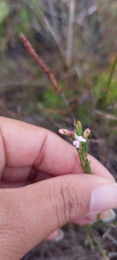 Muraltia empleuridioides, photographed by sharndreheuvel