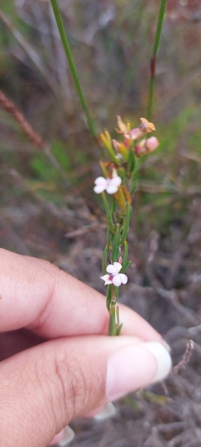Muraltia empleuridioides, photographed by sharndreheuvel