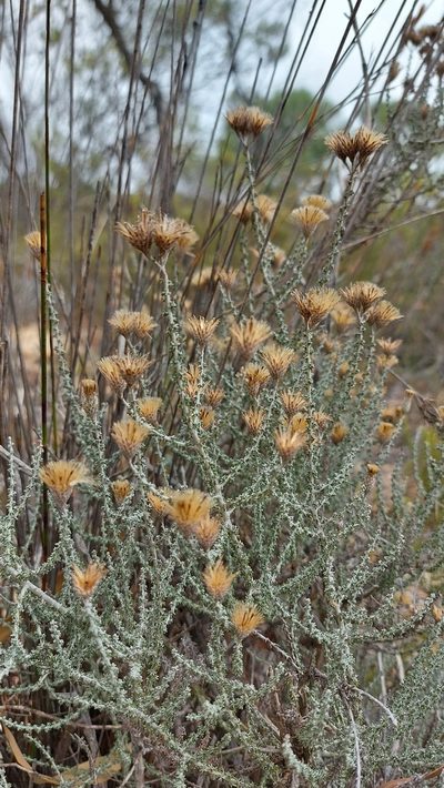 Lachnospermum fasciculatum, photographed by Jacques van der Merwe