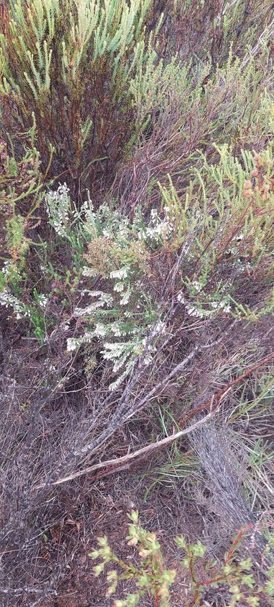 Erica filipendula, photographed by sharndreheuvel