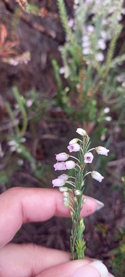 Erica filipendula, photographed by sharndreheuvel