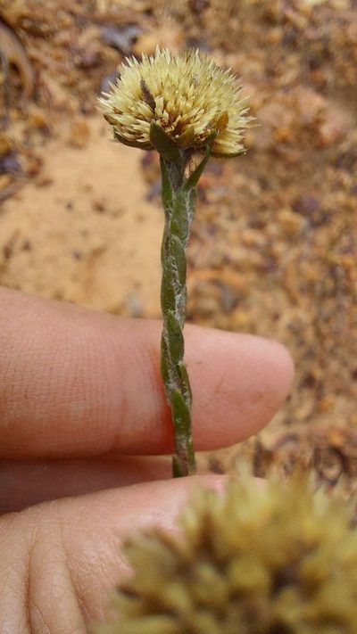 Chrysocoma esterhuyseniae, photographed by Jacques van der Merwe