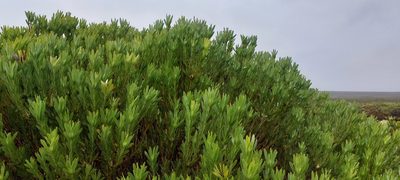 Leucadendron meridianum, photographed by sharndreheuvel