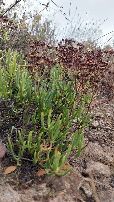 Ruschia umbellata, photographed by Jacques van der Merwe