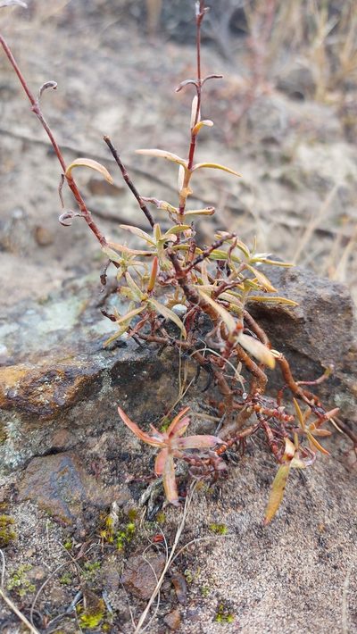 Crassula cymosa, photographed by Jacques van der Merwe