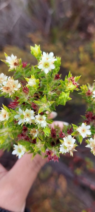 Diosma subulata, photographed by sharndreheuvel