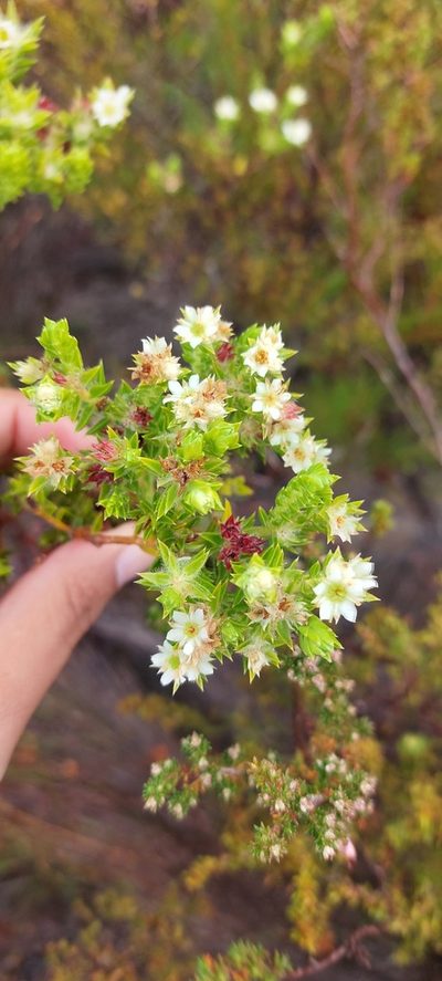 Diosma subulata, photographed by sharndreheuvel