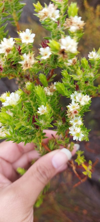 Diosma subulata, photographed by sharndreheuvel