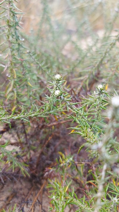 Metalasia capitata, photographed by Jacques van der Merwe