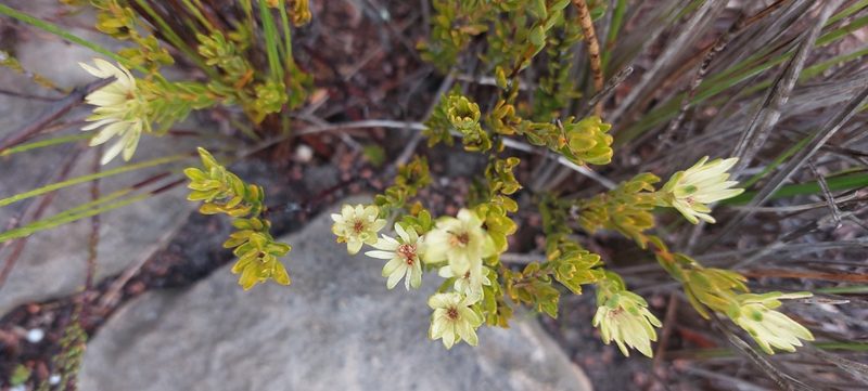 Euchaetis longibracteata, photographed by sharndreheuvel