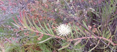 Leucospermum pedunculatum, photographed by sharndreheuvel