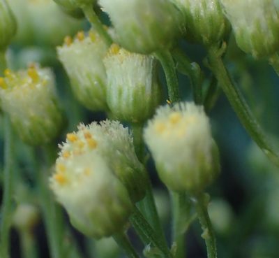 Nidorella ivifolia, photographed by Nicola van Berkel
