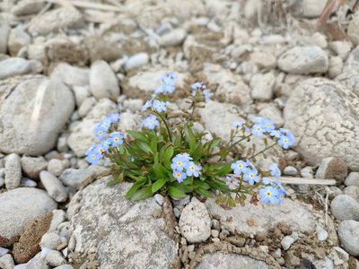 Myosotis rehsteineri, photographed by mrsnowdrop
