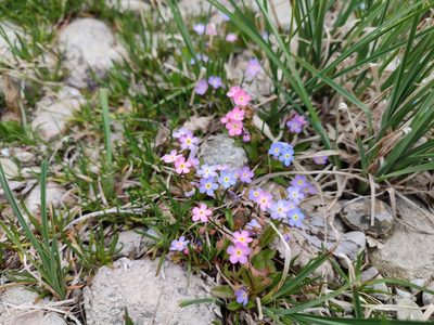Myosotis rehsteineri, photographed by mrsnowdrop