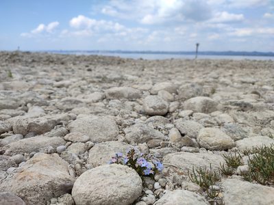 Myosotis rehsteineri, photographed by mrsnowdrop