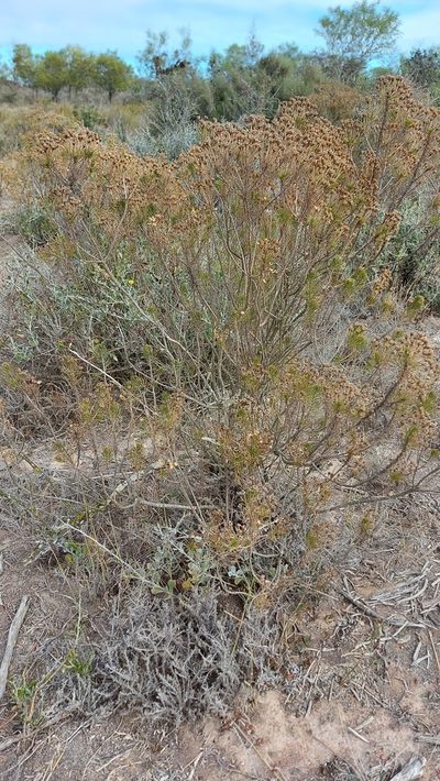 Euryops thunbergii, photographed by Jacques van der Merwe